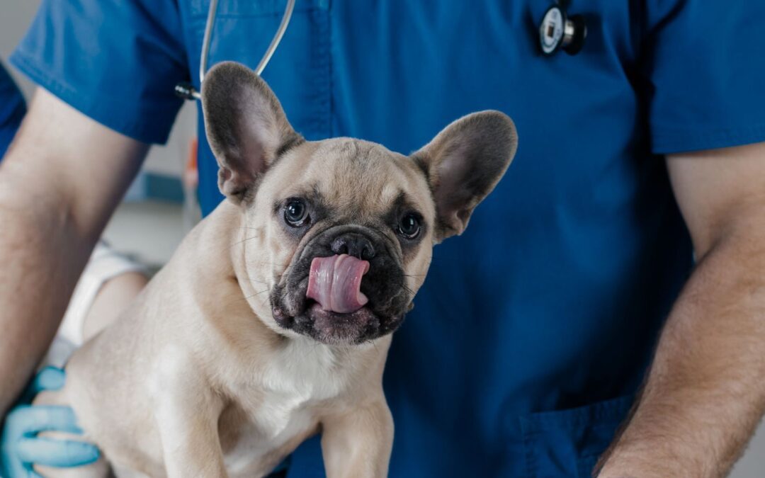 a vet holding a dog
