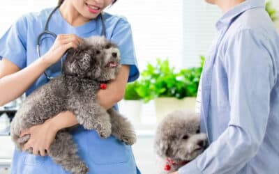Continuous Glucose Monitoring for Pets-Diabetes Care