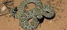 rattlesnake