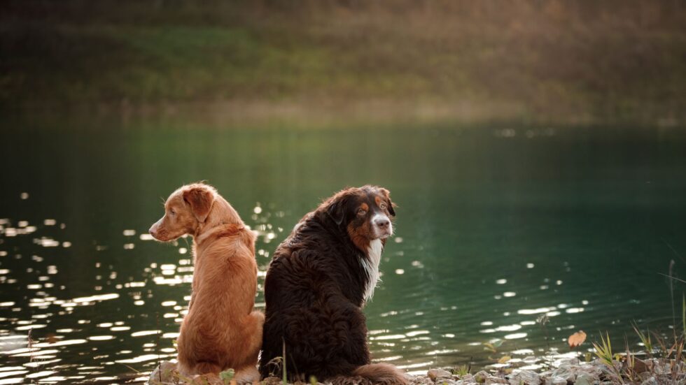 Dog Ear Infection- Frustrating Causes Revealed! | Cimarron Animal Hospital