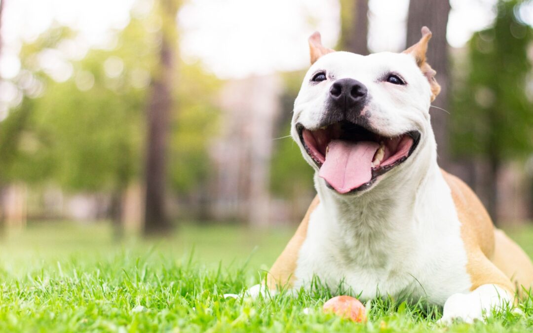 The Power of Omega 3 Fatty Acids for Pets