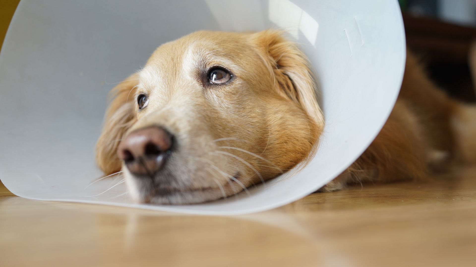 Can Dogs Sleep With Cone On