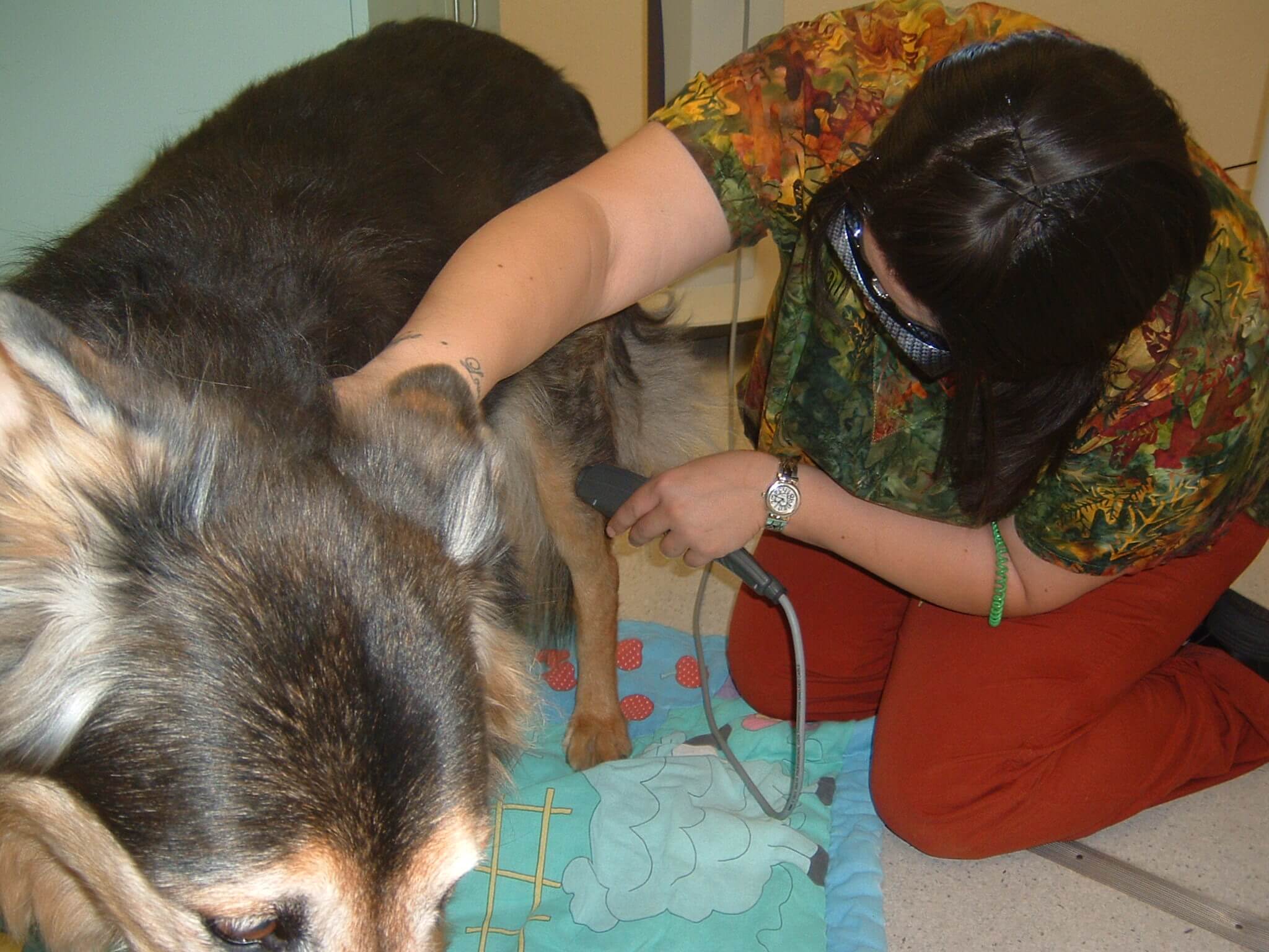 woman giving laser therapy to dog