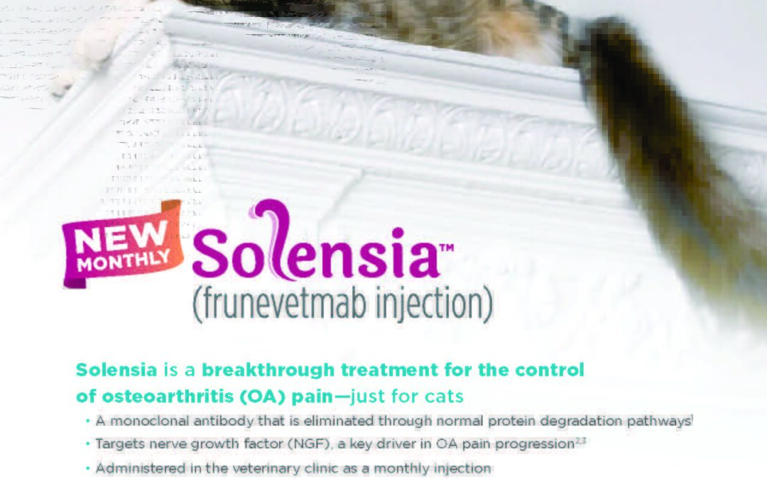 Treat Your Cat’s Arthritis Pain with Solensia!