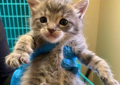 kitten being held