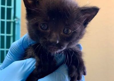 a black kitten being held