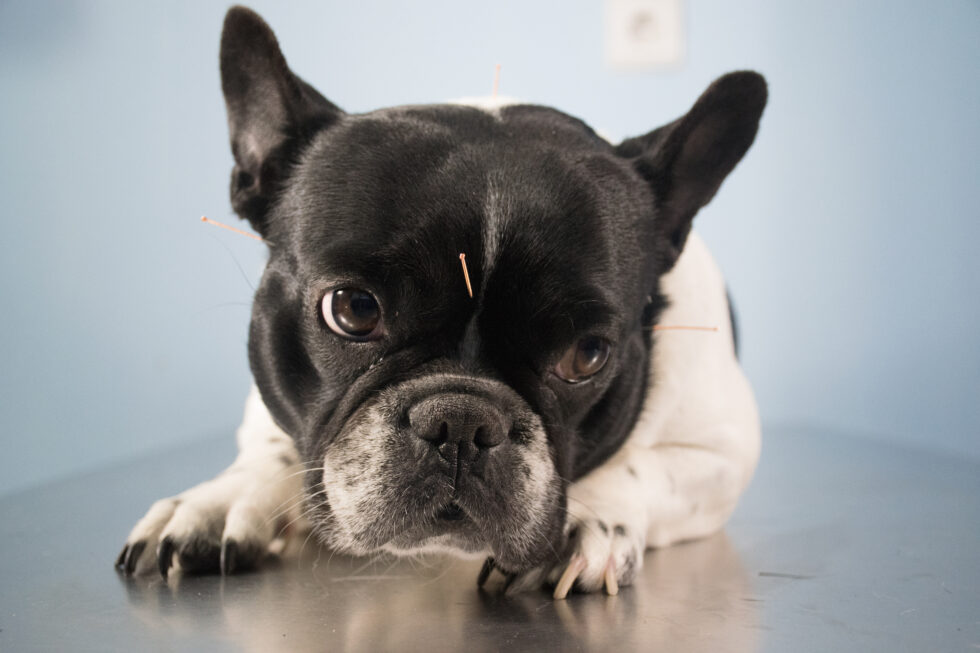 a dog lying on the floor receiving acupuncture