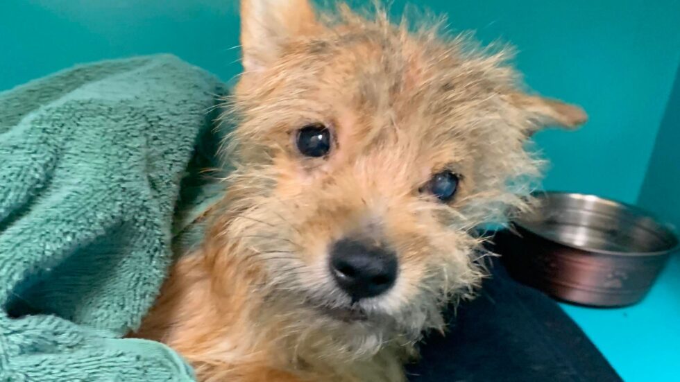 a dog lying on the bed recovering