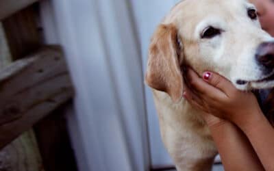 Pets in Pain—and Fear: The Overlooked Aspect of Pain: Anxiety