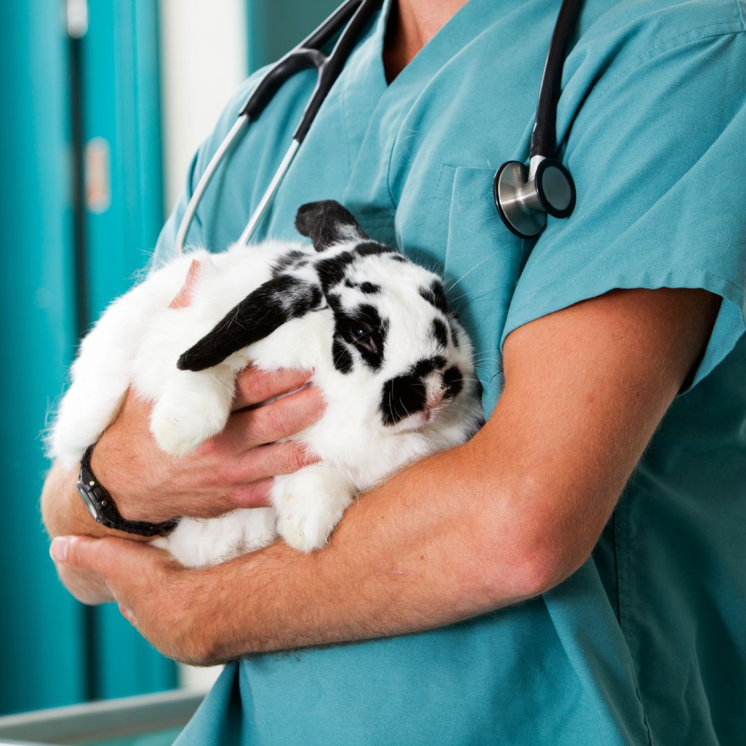 a vet holding a rabbit