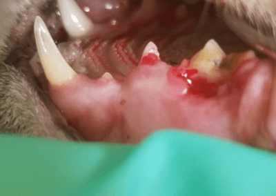 kitten's teeth