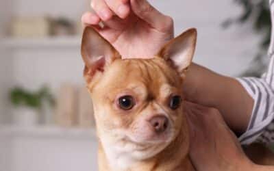 Pet Acupuncture Now Available at Cimarron!