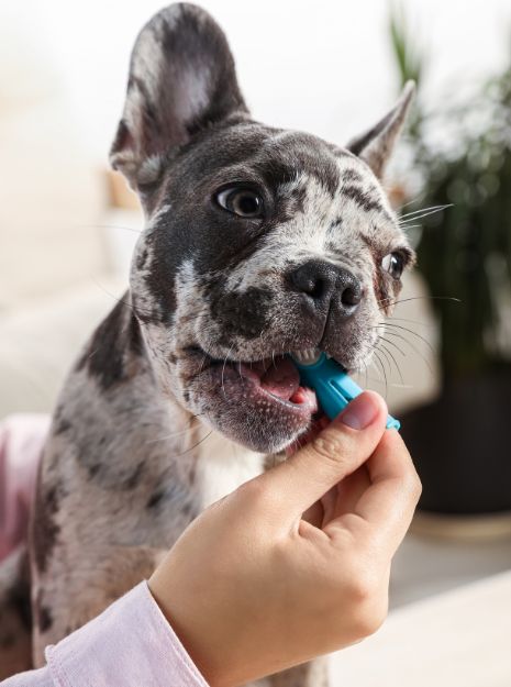 a vet brushing of a dog